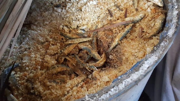 بالصور.. بيطري كفر الشيخ يواصل محاربة معدومي الضمير ويضبط 12 طن سردين مملح "فاسد"