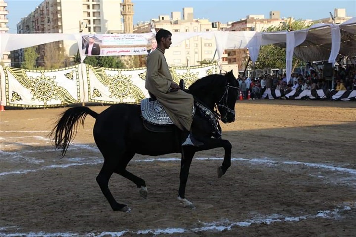 محافـظ المنوفية يشهد ختام  فاعليات المهرجان الثانى للخيول العربية بمدينة شبين الكوم