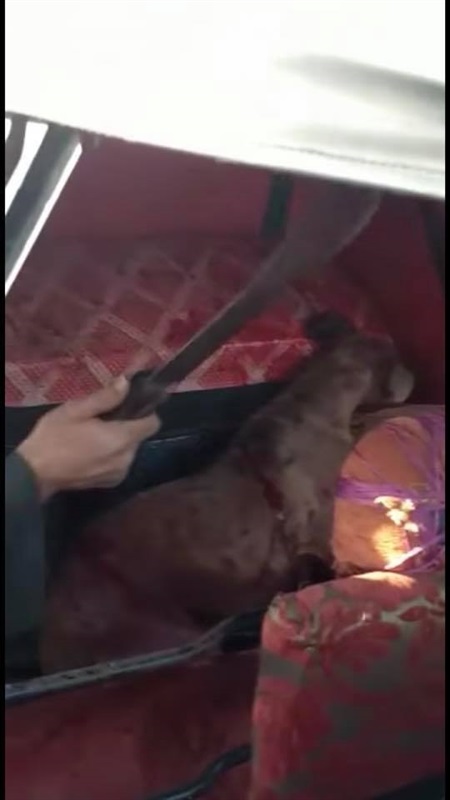 القبض على متهمي واقعة تعذيب "كلب المطرية" بالأسلحة البيضاء