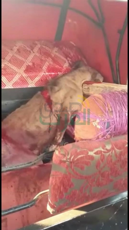 القبض على متهمي واقعة تعذيب "كلب المطرية" بالأسلحة البيضاء