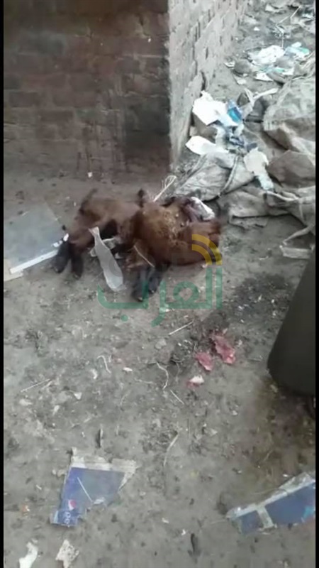 القبض على متهمي واقعة تعذيب "كلب المطرية" بالأسلحة البيضاء