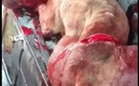 النيابه العامه تحقق مع المتهمين في واقعة كلب المطريه