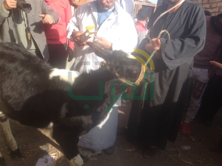 بالصور.. نائب وزير الزراعة تزور القليوبية لتفقد حملات تحصين الماشية