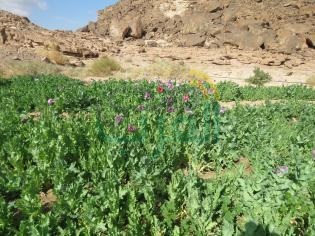بالصور: في ضربه أمنيه ناجحة.. الداخلية تبيد 283 فدان مواد مخدرة وتحرق 20 طن بانجو فى جنوب سيناء