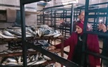 بالصور.. غلق مصنعين لتصنيع الرنجة «الفاسدة» بكفر الشيخ