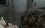 ضبط 694 كيلو مواد غذائية 