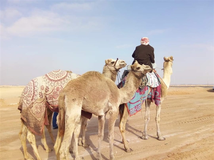 "صدى العرب" ترصد صور حية للأستعدادات لأنطلاق مهرجان الهجن العربية غدا
