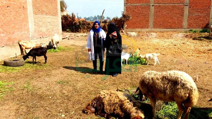 حملة إرشادية لمديرية الطب البيطري بالشرقية للتوعية بخطورة الحمى القلاعية وانفلونزا الطيور