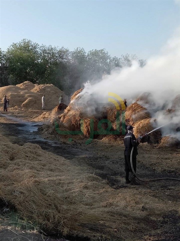 حريق يلتهم 600 طن قش أرز بكفر الشيخ