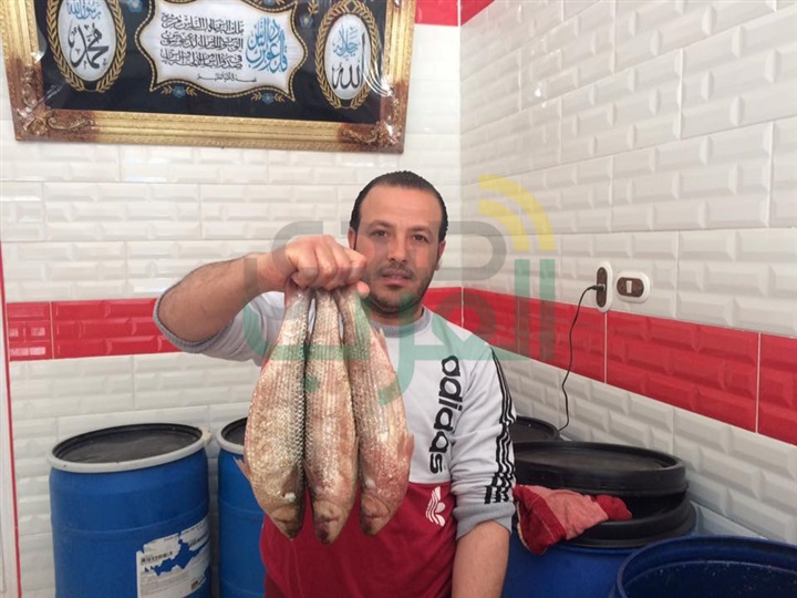 بالصور.. محلات الفسيخ بكفر الشيخ تستعد لشم النسيم