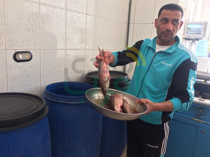 بالصور.. محلات الفسيخ بكفر الشيخ تستعد لشم النسيم