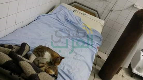 بالصور.. القطط بديلًا للأطباء بمستشفي الحامول المركزي بكفر الشيخ