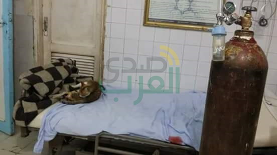 بالصور.. القطط بديلًا للأطباء بمستشفي الحامول المركزي بكفر الشيخ