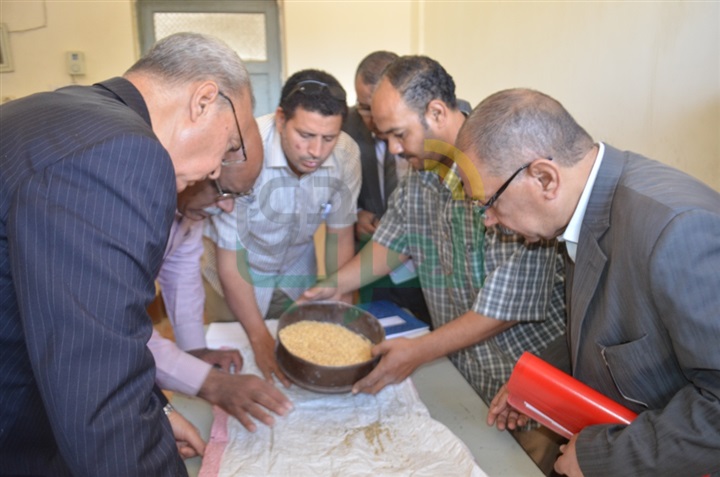 بالصور.. انطلاق موسم توريد القمح بمحافظة قنا 