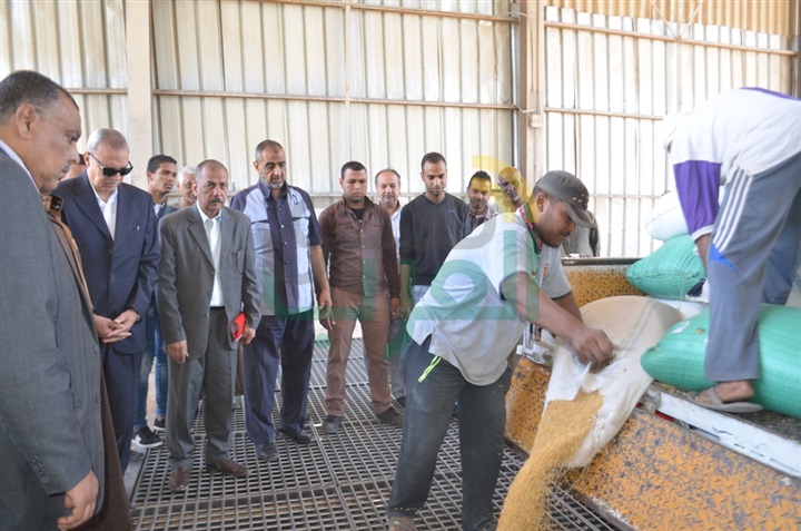 بالصور.. انطلاق موسم توريد القمح بمحافظة قنا 