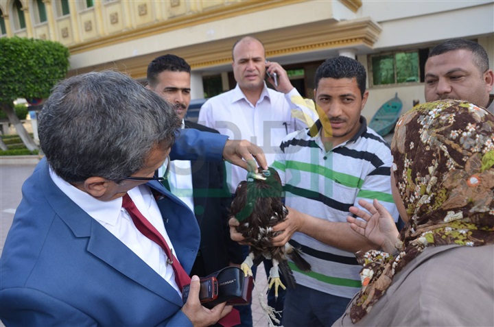 بالفيديو والصور.. محافظ كفر الشيخ يأمر برعاية "نسر نادر"