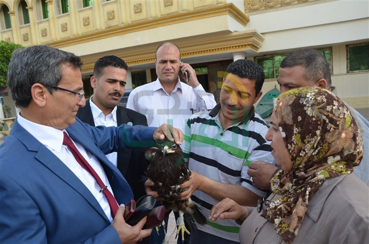 بالفيديو والصور.. محافظ كفر الشيخ يأمر برعاية "نسر نادر"