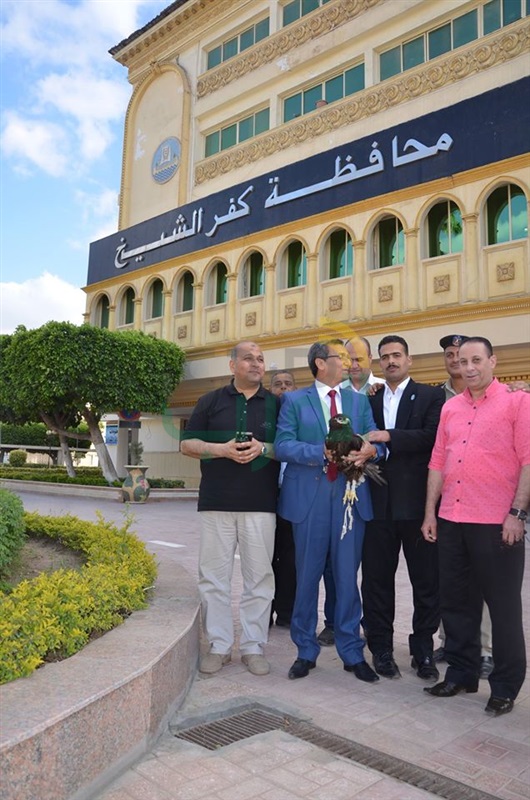 بالفيديو والصور.. محافظ كفر الشيخ يأمر برعاية "نسر نادر"
