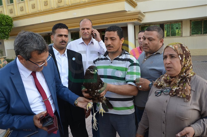 بالفيديو والصور.. محافظ كفر الشيخ يأمر برعاية "نسر نادر"
