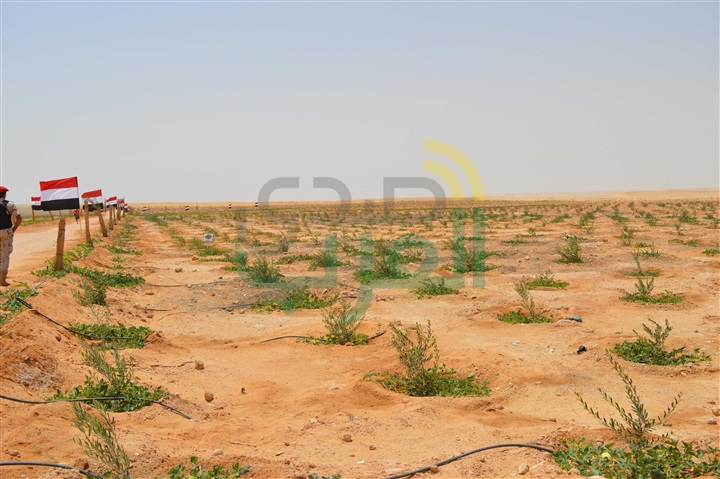 جنوب سيناء.. جهود متواصلة للقوات المسلحة في التنمية جنوب سيناء.. جهود متواصلة للقوات المسلحة في التنمية