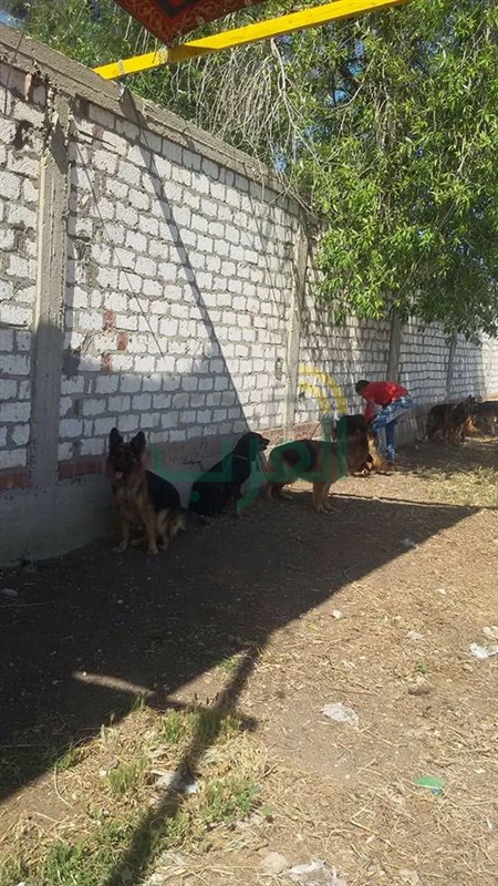 بالصور.. صفقات بالآف الجنيهات في سوق الكلاب في "بيلا" بكفر الشيخ