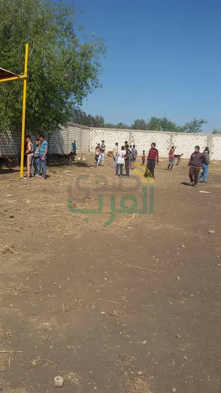 بالصور.. صفقات بالآف الجنيهات في سوق الكلاب في "بيلا" بكفر الشيخ