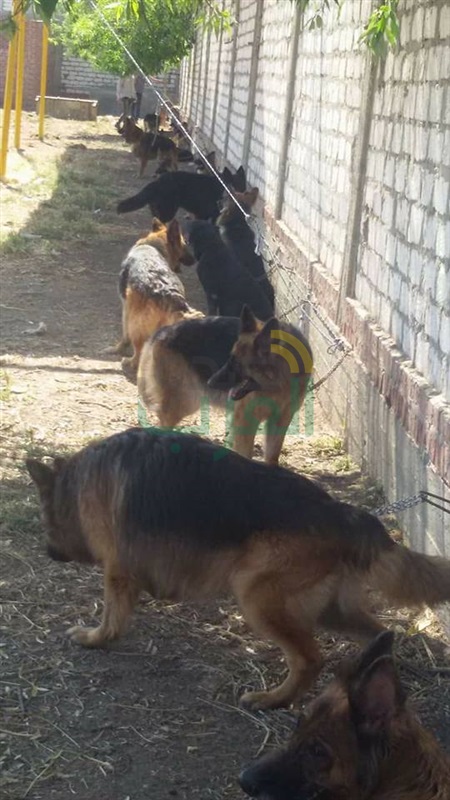 بالصور.. صفقات بالآف الجنيهات في سوق الكلاب في "بيلا" بكفر الشيخ