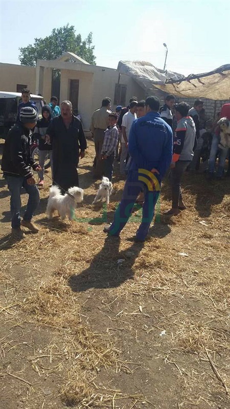 بالصور.. صفقات بالآف الجنيهات في سوق الكلاب في "بيلا" بكفر الشيخ