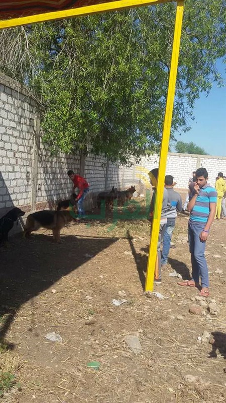 بالصور.. صفقات بالآف الجنيهات في سوق الكلاب في "بيلا" بكفر الشيخ