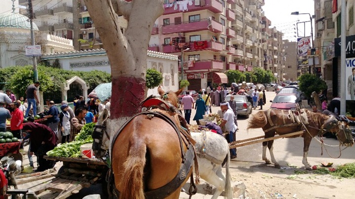 بالصور .. الحمير والعربات الكارو تحتل مدخل مدينة بنها