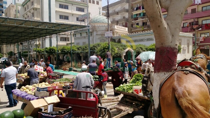 بالصور .. الحمير والعربات الكارو تحتل مدخل مدينة بنها