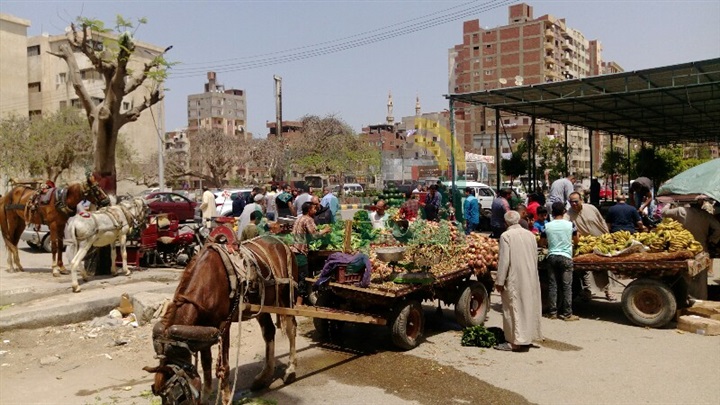 بالصور .. الحمير والعربات الكارو تحتل مدخل مدينة بنها