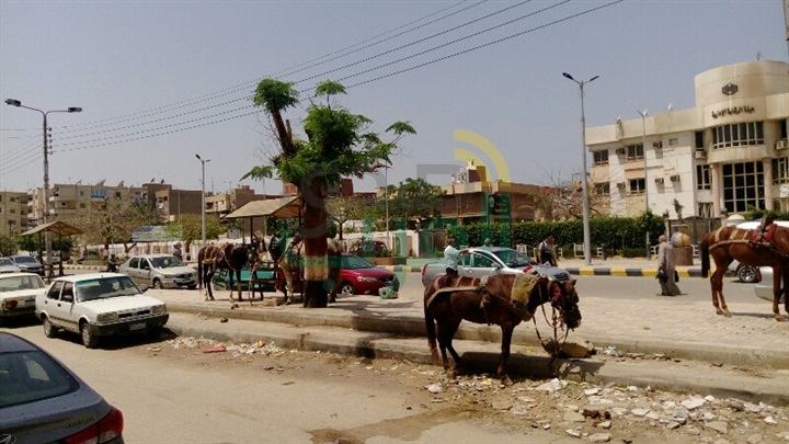 بالصور .. الحمير والعربات الكارو تحتل مدخل مدينة بنها