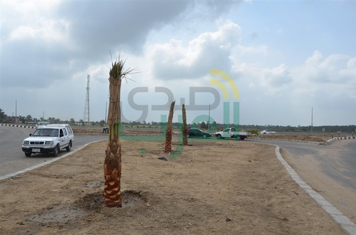 بالصور.. كفر الشيخ تنهي أعمال الإنارة وزرع الأشجار على طريق بركة غليون