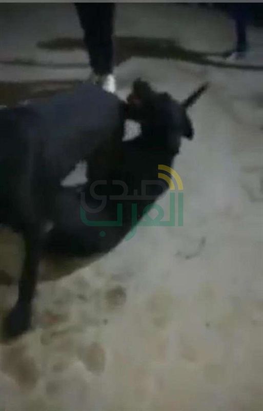  الأمن يلقي القبض على المتهمين في واقعة "فيديو مصارعة الكلاب"