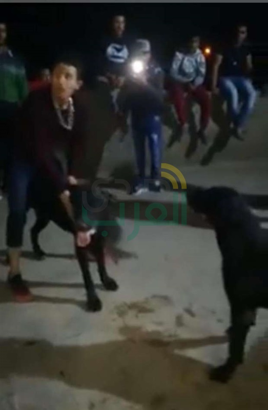  الأمن يلقي القبض على المتهمين في واقعة "فيديو مصارعة الكلاب"