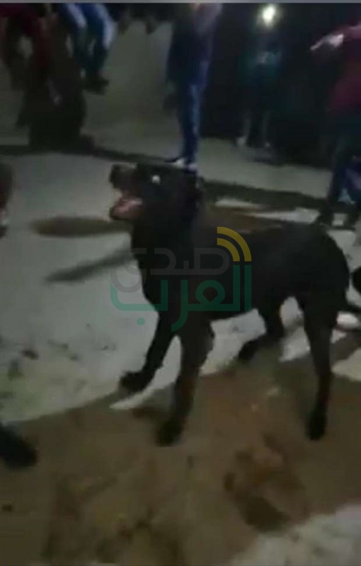  الأمن يلقي القبض على المتهمين في واقعة "فيديو مصارعة الكلاب"