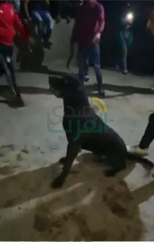 الأمن يلقي القبض على المتهمين في واقعة "فيديو مصارعة الكلاب"