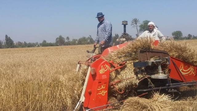 في موعد عرسه السنوي: الشرقية تفتح أبواب صوامعها اليوم لإستقبال الذهب الأصفر 