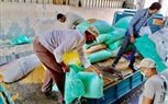 توريد 18 ألفا و38 طنا من محصول القمح في كفر الشيخ