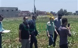 القبض علي فلاح زرع 100 شجرة بانجو في حقل قطن بكفر الشيخ