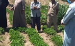 زراعة الشرقية: عمل يوم حقل لمحصول الفول السوداني ضمن الحملة القومية للتوسع فى زراعة وصناعة المحاصيل الزيتية 