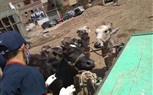صور.. قوافل بيطرية مجانية في كفر الشيخ