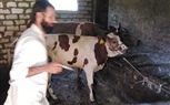صور.. تحصين 53 ألف رأس ماشية ضد الحمي القلاعية في كفر الشيخ
