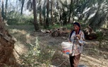 الداودي يكرم أول متسلقة نخيل بمحافظ قنا