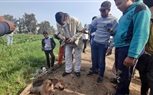 صور.. عقروا طفلين.. القضاء على الكلاب المسعورة بقرية في دسوق بكفر الشيخ  