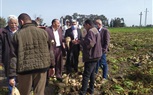 زراعة كفر الشيخ: حصاد 20 ألف فدان من محصول البنجر 