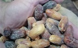 ضبط ربع طن تمور فاسدة خلال حملات تموين وسط الإسكندرية