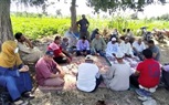 دورات إرشادية لمزارعي كفر الشيخ لرفع إنتاجية محصولي القطن والأرز