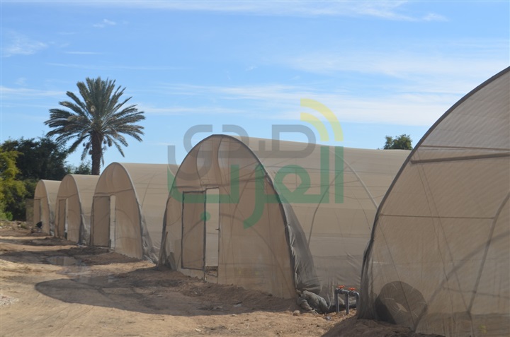 بالصور.. مشروعات الأمن الغذائي ما بين الواقع والمأمول في قنا